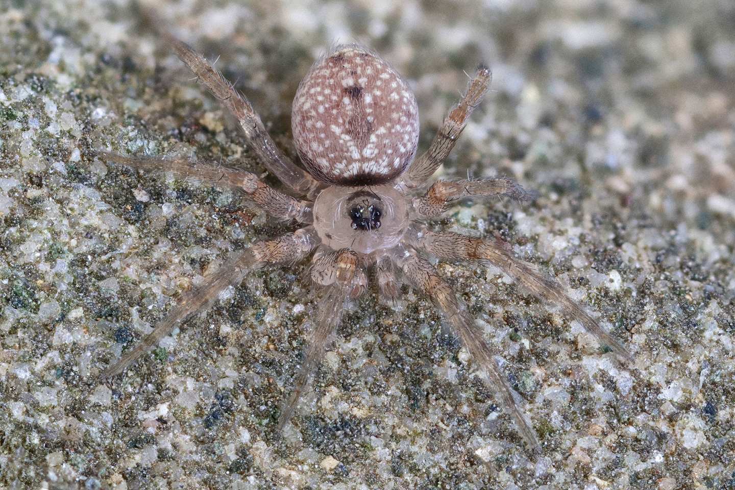 Oecobius navus? S -  La Spezia